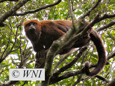 Brown Howler (Alouatta guariba)